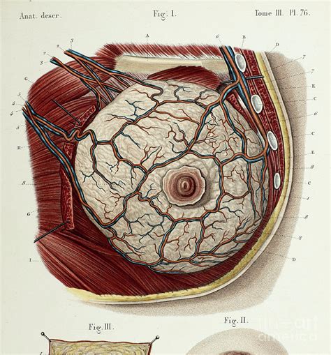 boobs girl|Breast Pictures, Anatomy & Anatomy .